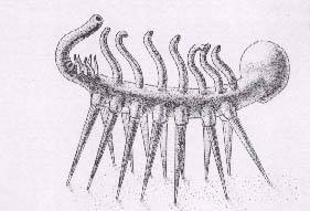 hallucigenia.JPG (16612 octets)