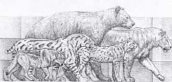 arctodus