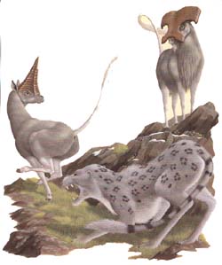 "bouquetin" et "puma"