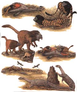 carnivores des savanes