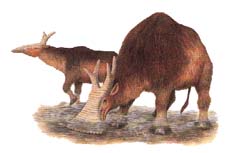 ongul� des mar�cages