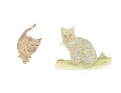 chats