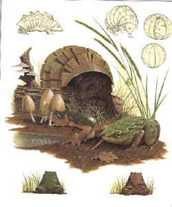 crapaud-feuille et souris-tatou