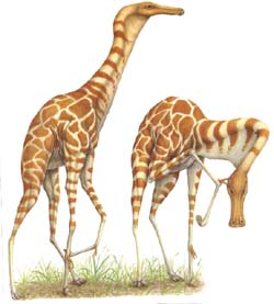 dinosaures girafes