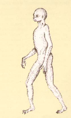 dinosaure humano�de