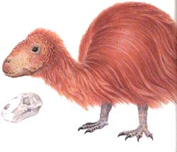 dinosaure kiwi