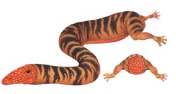 dinosaure phragmotique