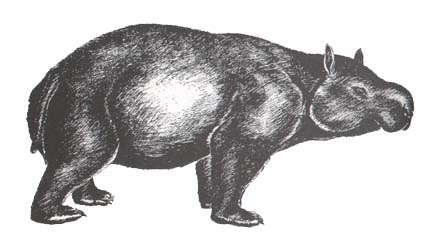 Diprotodon  "hippopotame" marsupial
