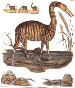 echassier quadrupede