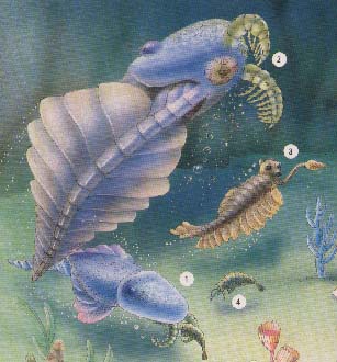 ediacara.JPG (29640 octets)