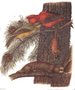 faune des conif�res