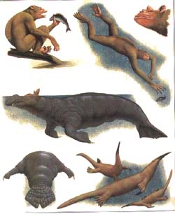 hippopotame-lamantin