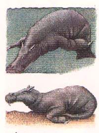 hippo-lamantin : comportement