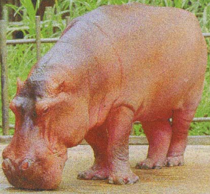 hippo rose