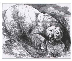 Arctodus blanc