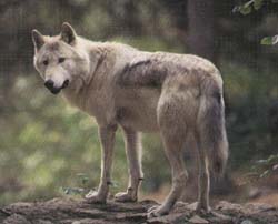 loup blanc  queue bleue