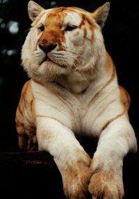 Tigre bicolore