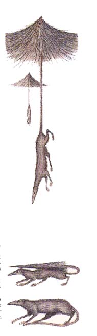 musaraigne parachutiste