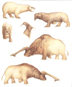 grands animaux polaires