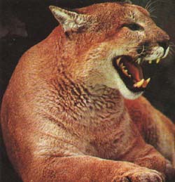 puma
