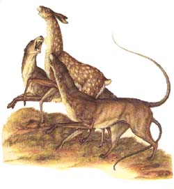 "lapreuil" et ses pr�dateurs