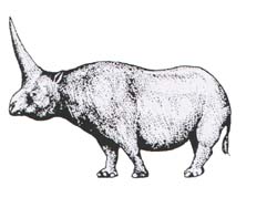 Elasmotherium (rhinoceros "licorne")