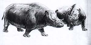 rhinocros hippopotamode