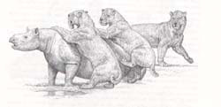 rhinoceros  corps d'hippopotame