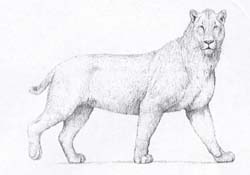Le grand chat � dents de sabre (Smilodon populator)