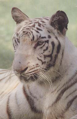 tigre blanc