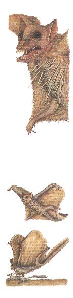 chauve-souris/porc-�pic